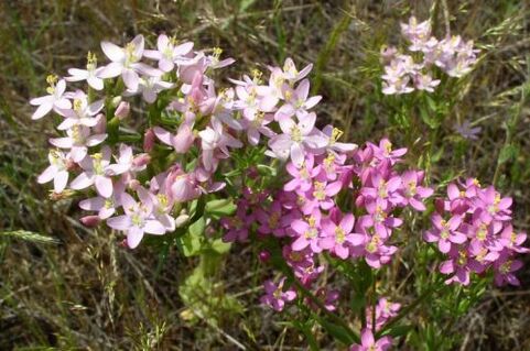 Goldger που αρνήθηκε το αλκοόλ